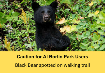 Black Bear 