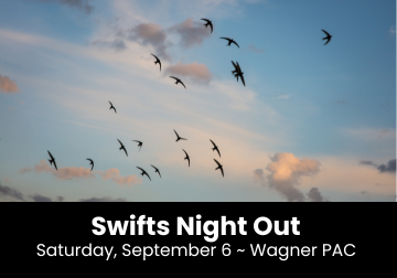 SwiftsNightOut
