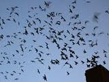 swifts